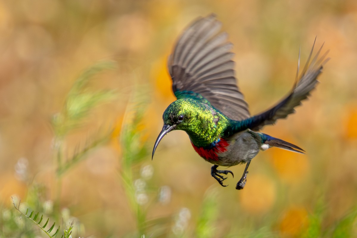 Southern Double-collared Sunbird - ML644613042