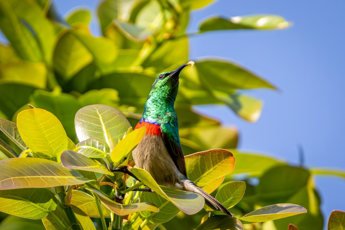 Southern Double-collared Sunbird - ML644613043