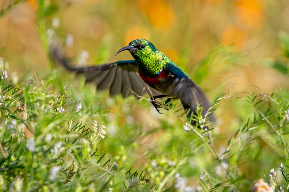 Southern Double-collared Sunbird - ML644613044
