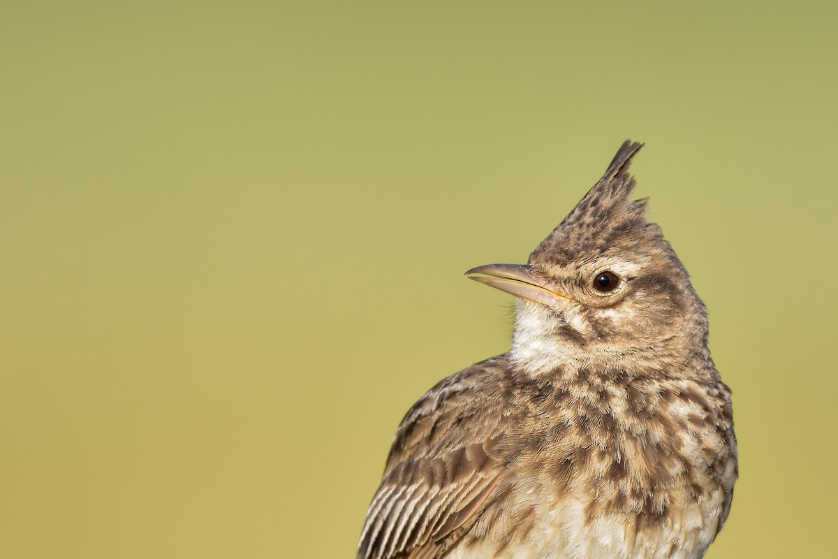 chocholouš obecný - ML644613047