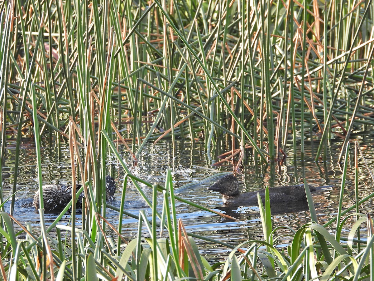 pungand - ML644613053