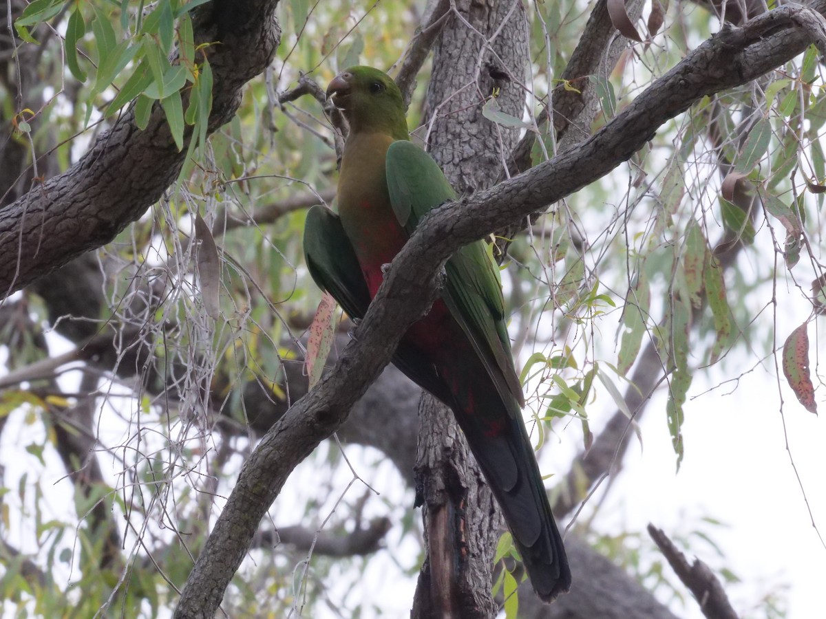 Australian King-Parrot - ML644613057