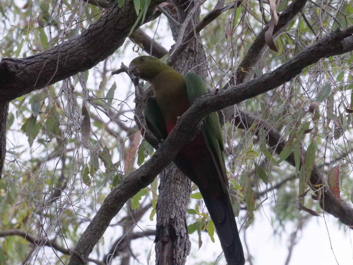 Australian King-Parrot - ML644613058