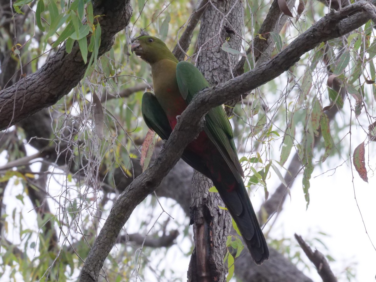 Australian King-Parrot - ML644613059