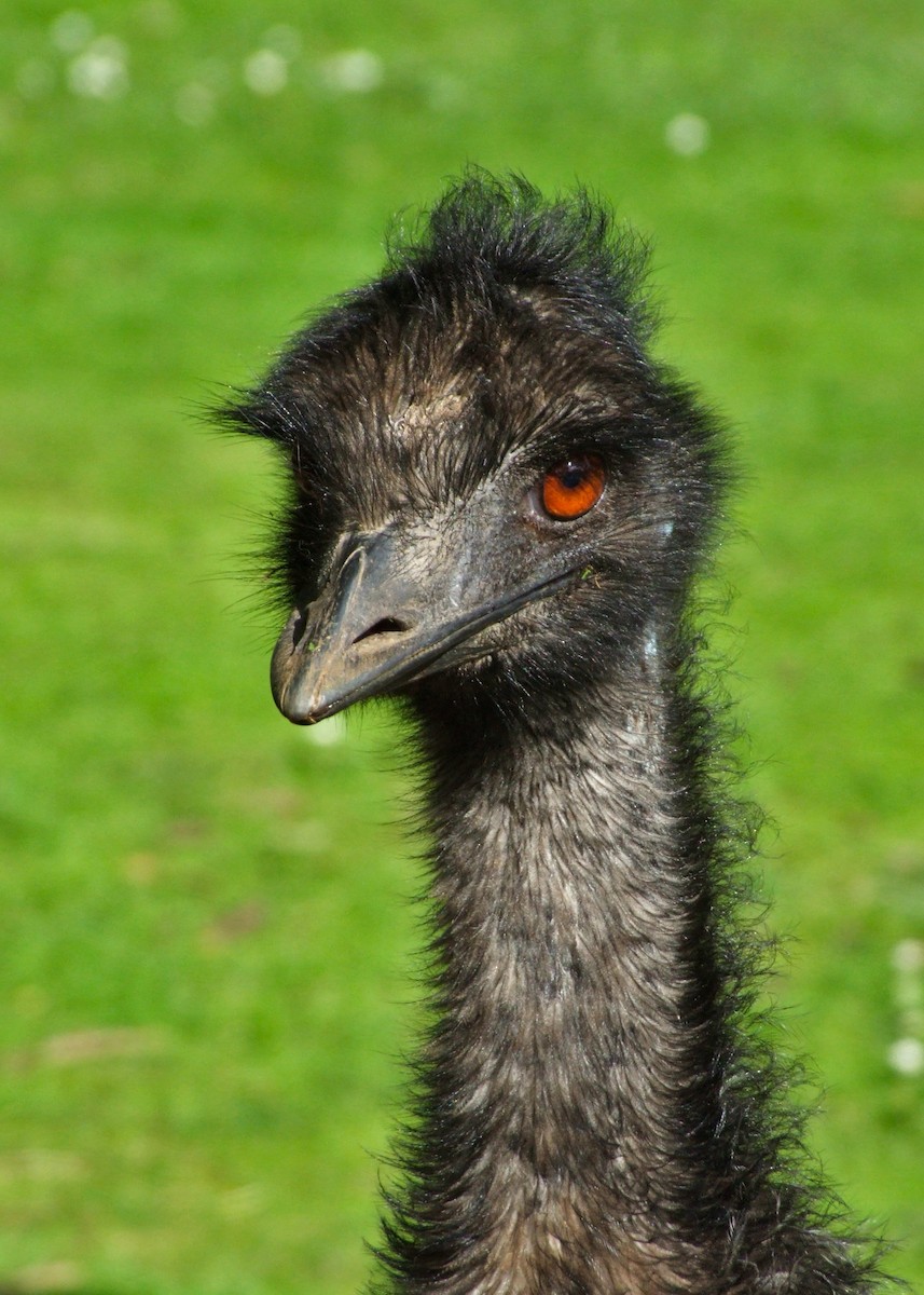 Émeu d'Australie - ML644613061