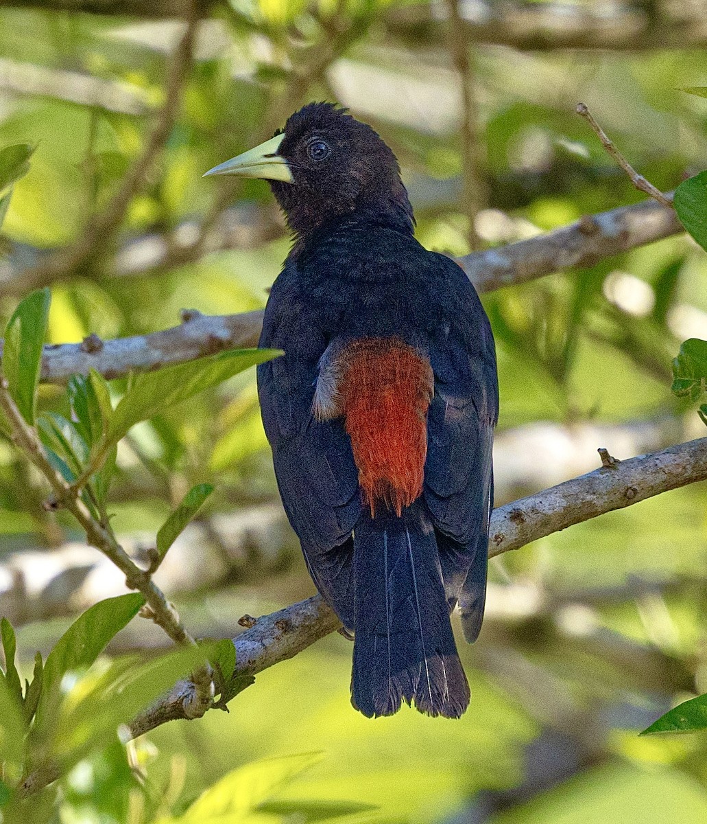 Касик червоногузий - ML644613062