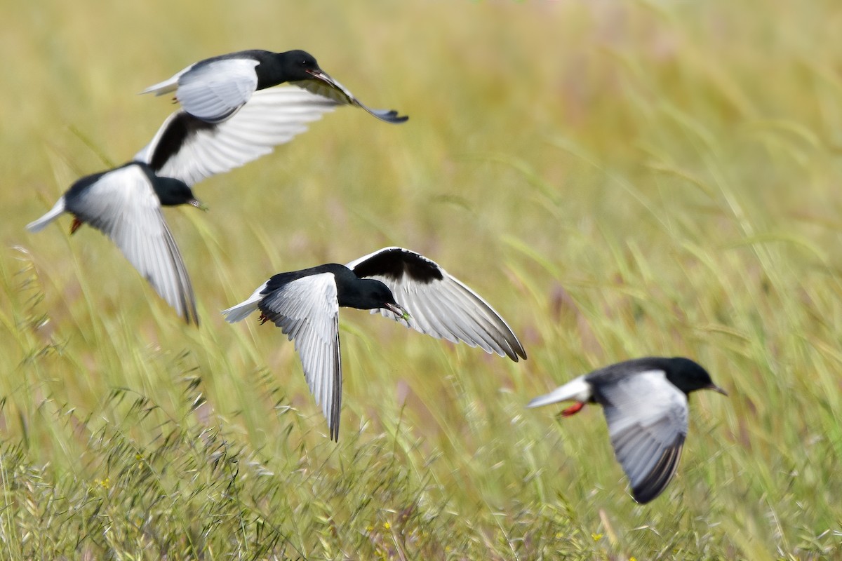 rybák bělokřídlý - ML644613064