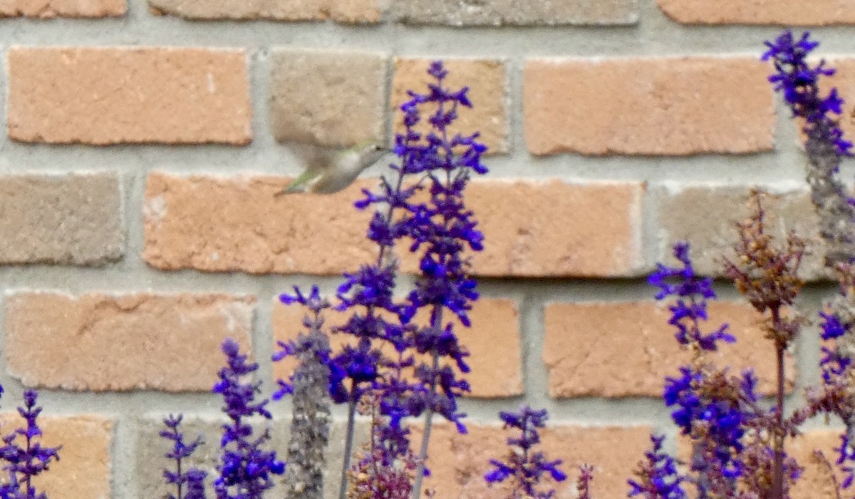 Black-chinned Hummingbird - ML644613068