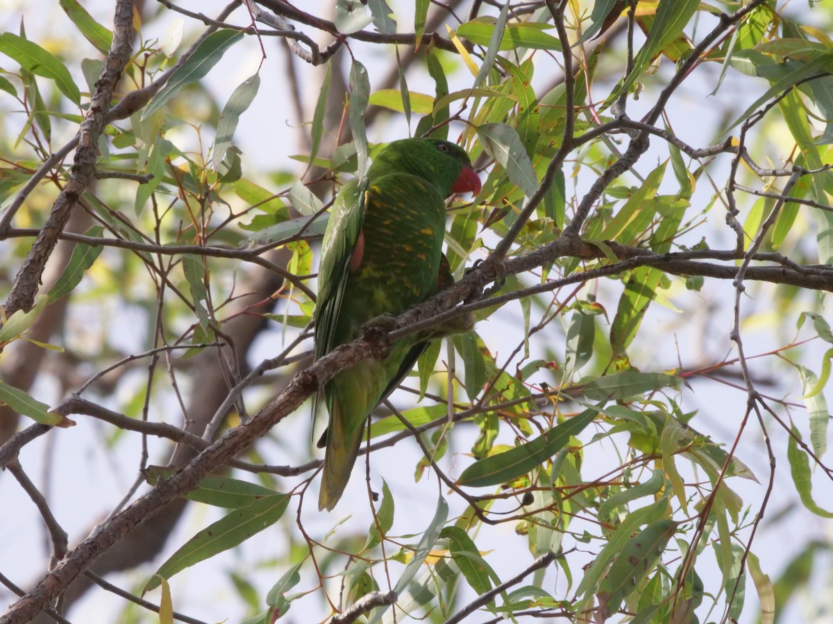 Scaly-breasted Lorikeet - ML644613073