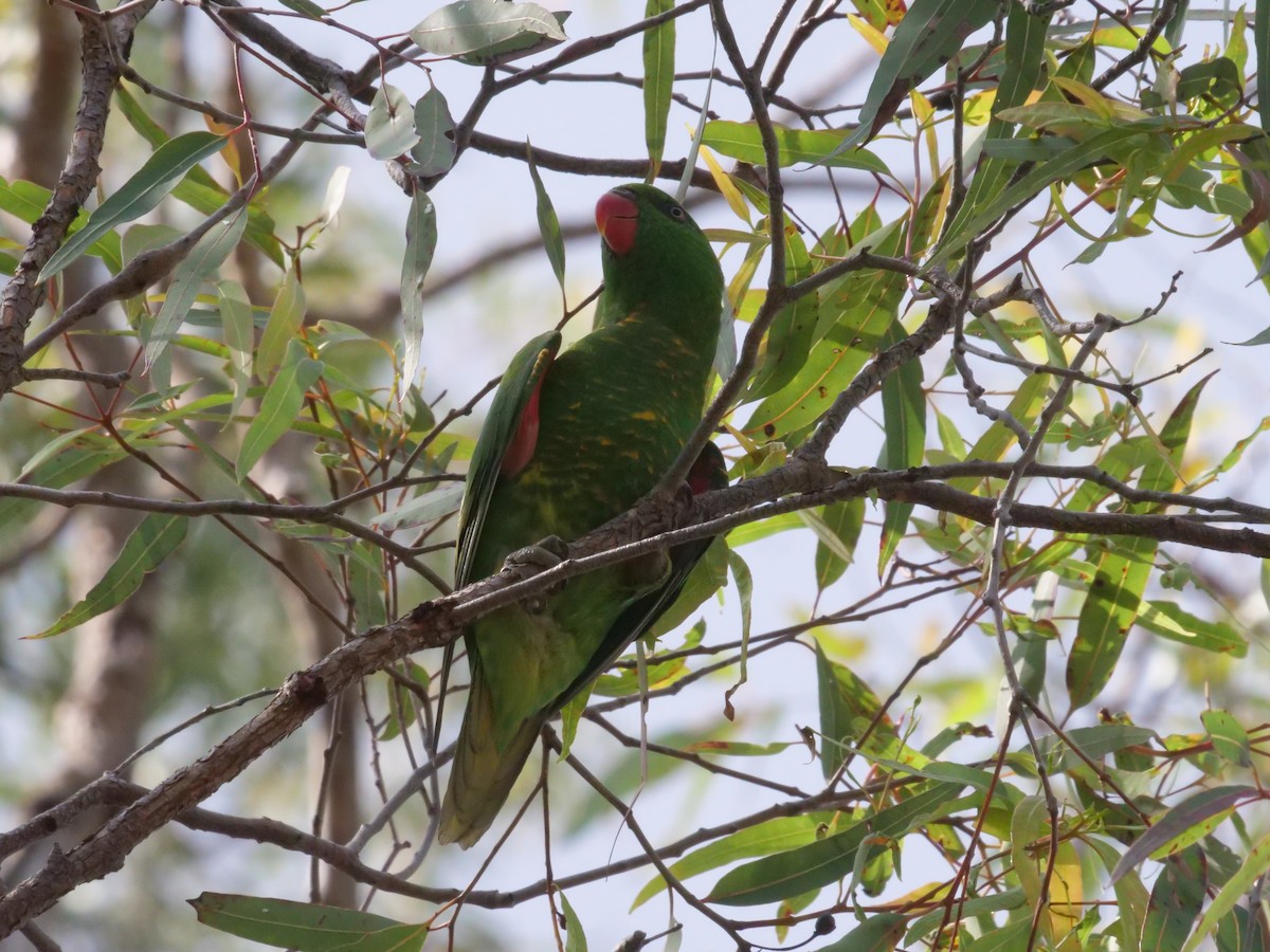 Scaly-breasted Lorikeet - ML644613074