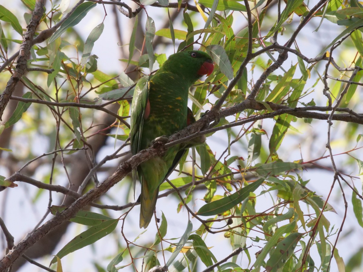 Scaly-breasted Lorikeet - ML644613076