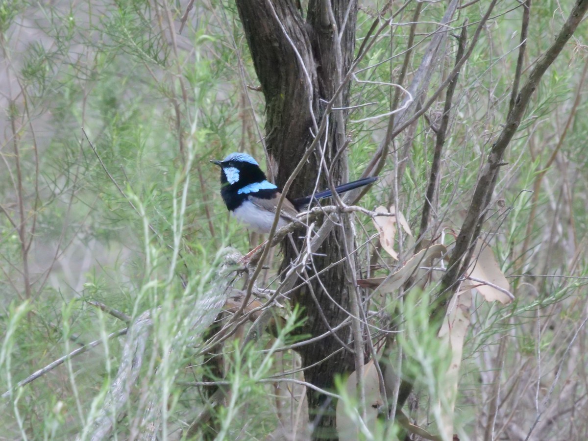 Superb Fairywren - ML644613085
