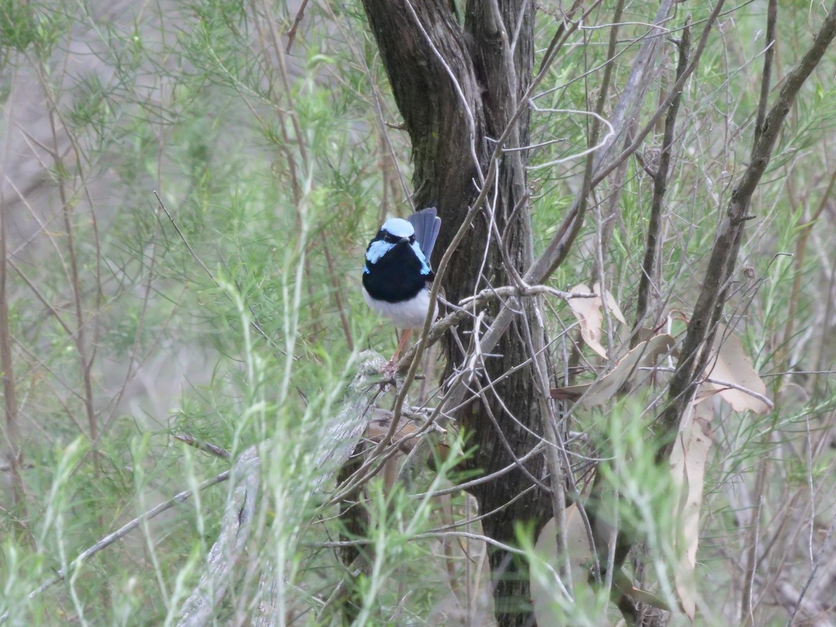 Superb Fairywren - ML644613086