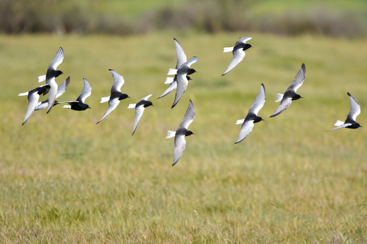 rybák bělokřídlý - ML644613088