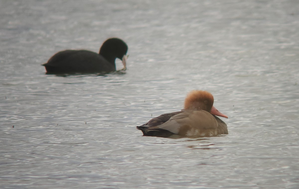 Улаан хошуут биваан - ML644613089