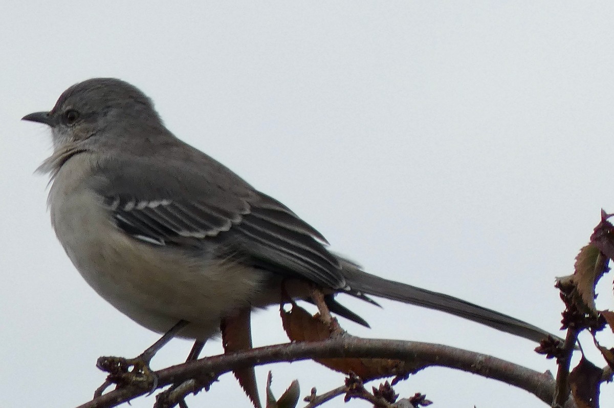 Northern Mockingbird - ML644613091