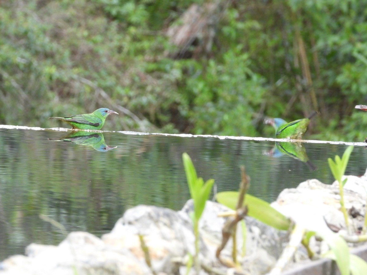 Blue Dacnis - ML644613102