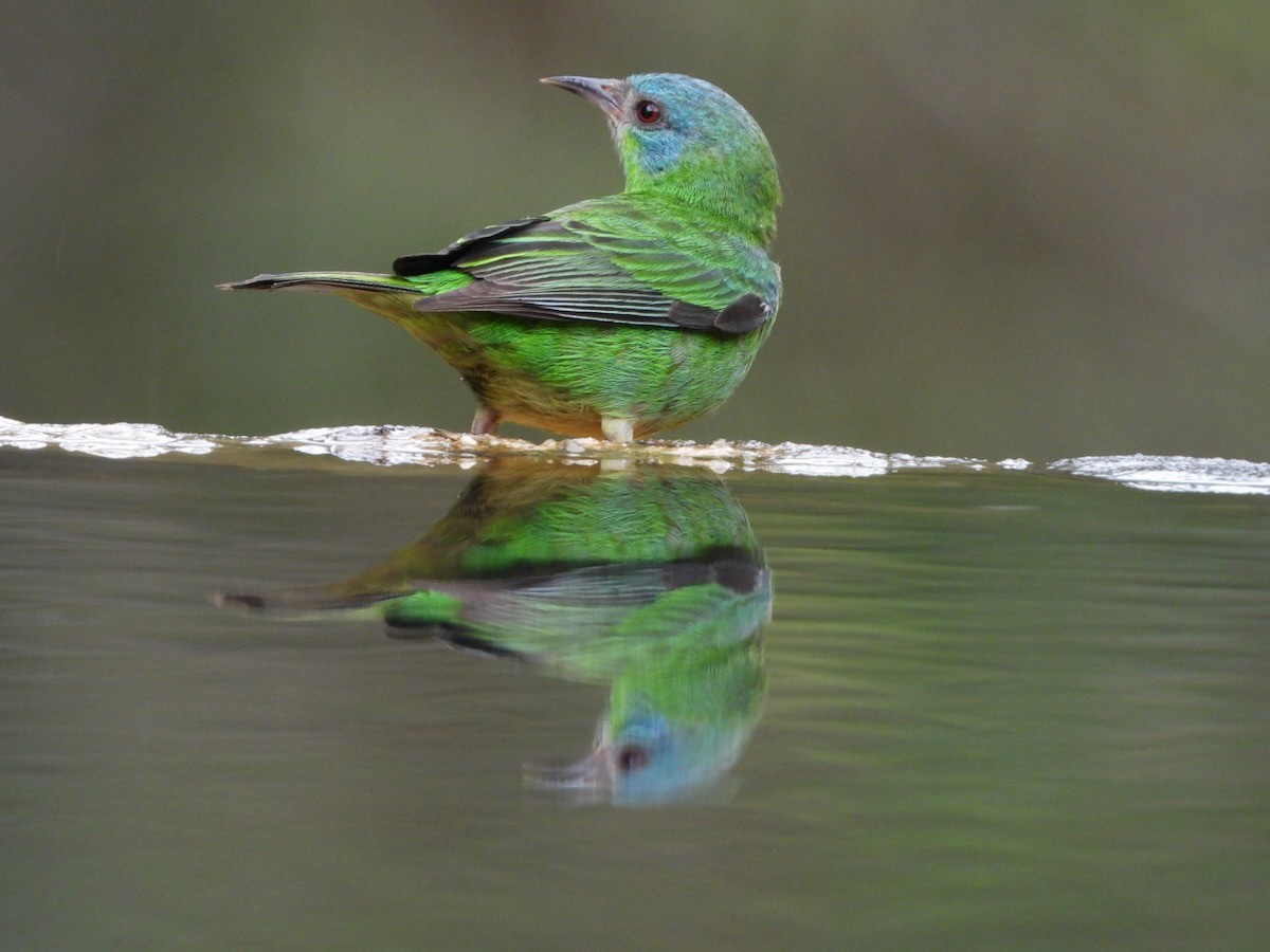 Blue Dacnis - ML644613103