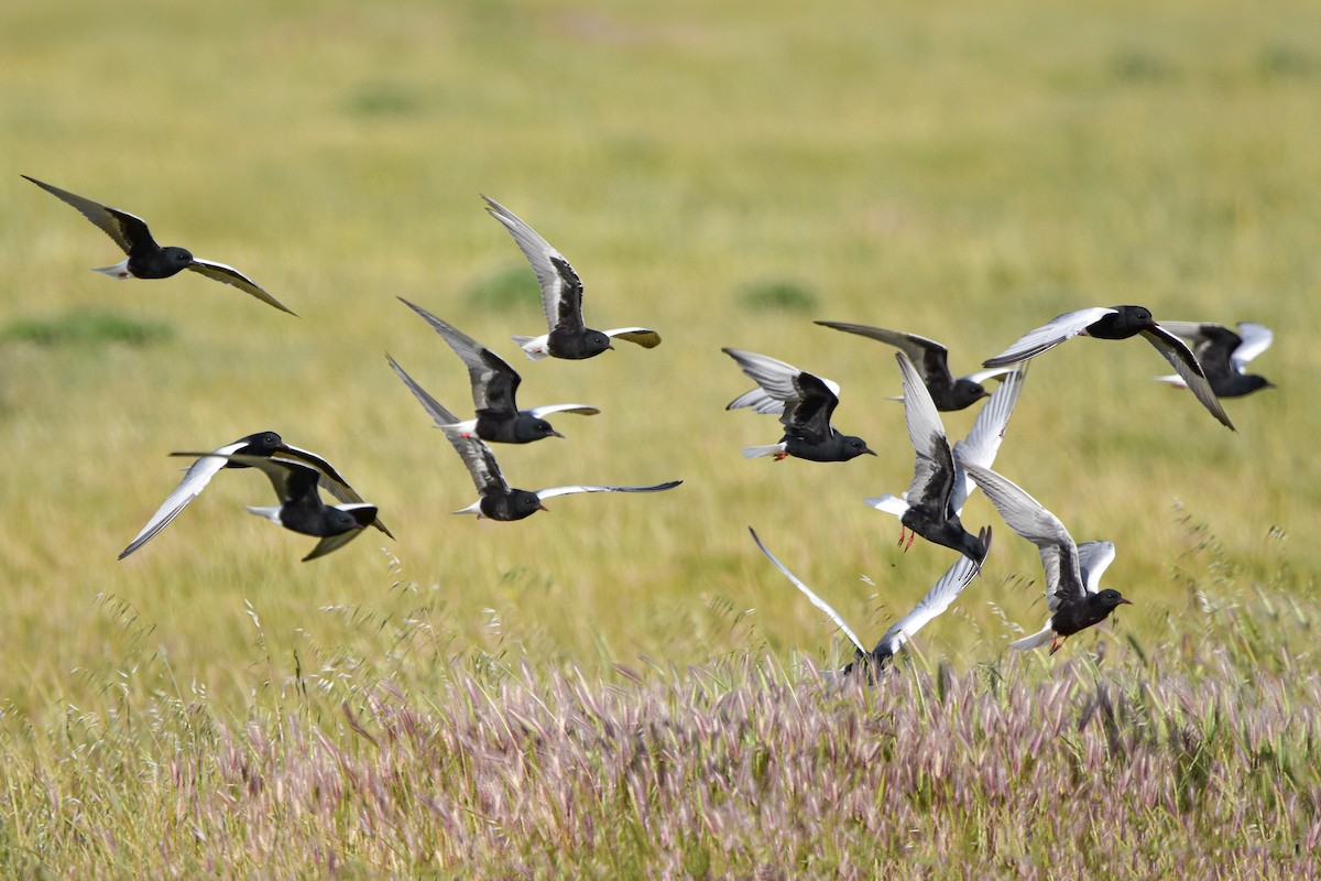 rybák bělokřídlý - ML644613105