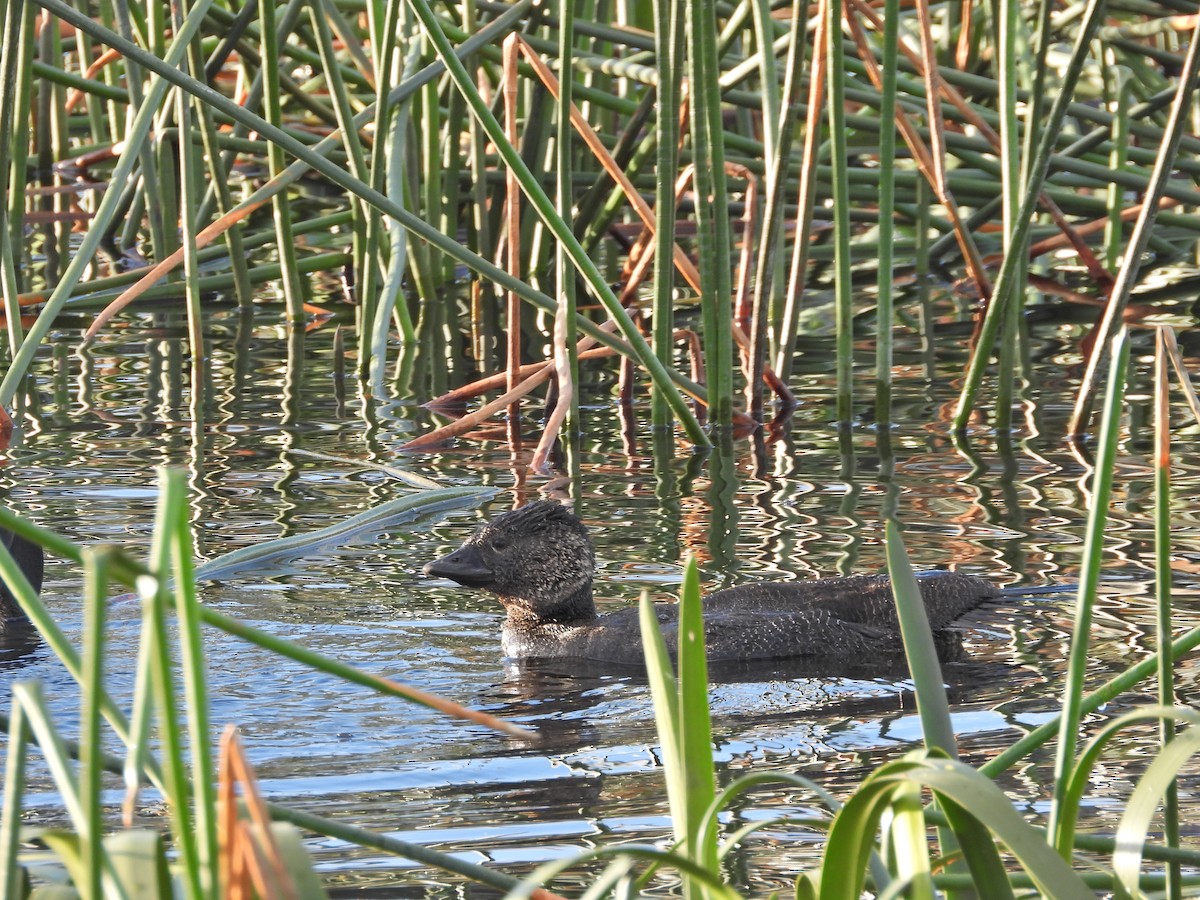 pungand - ML644613112