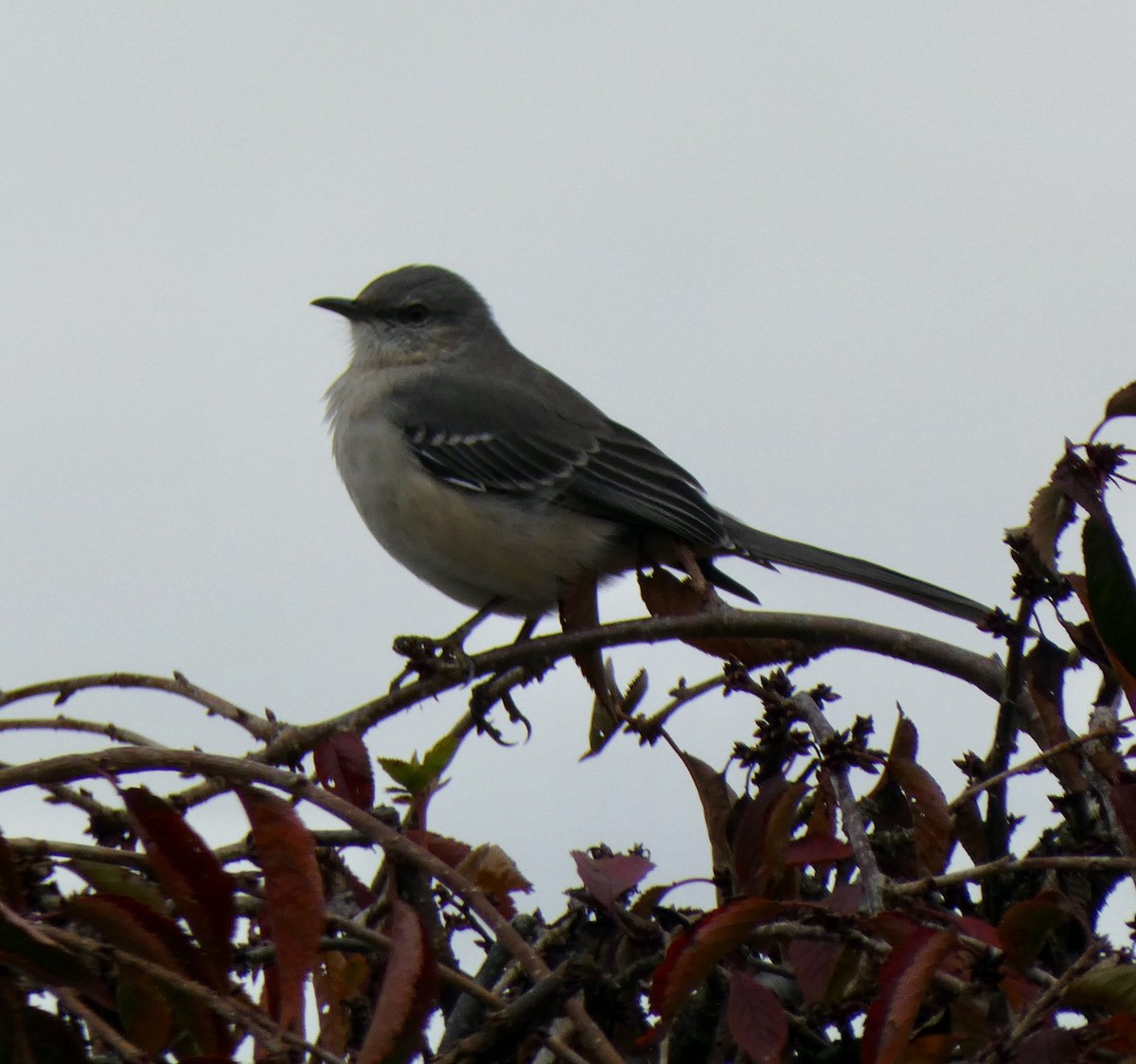 Northern Mockingbird - ML644613113
