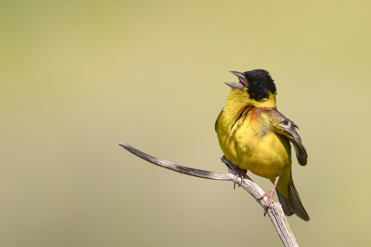 strnad černohlavý - ML644613122