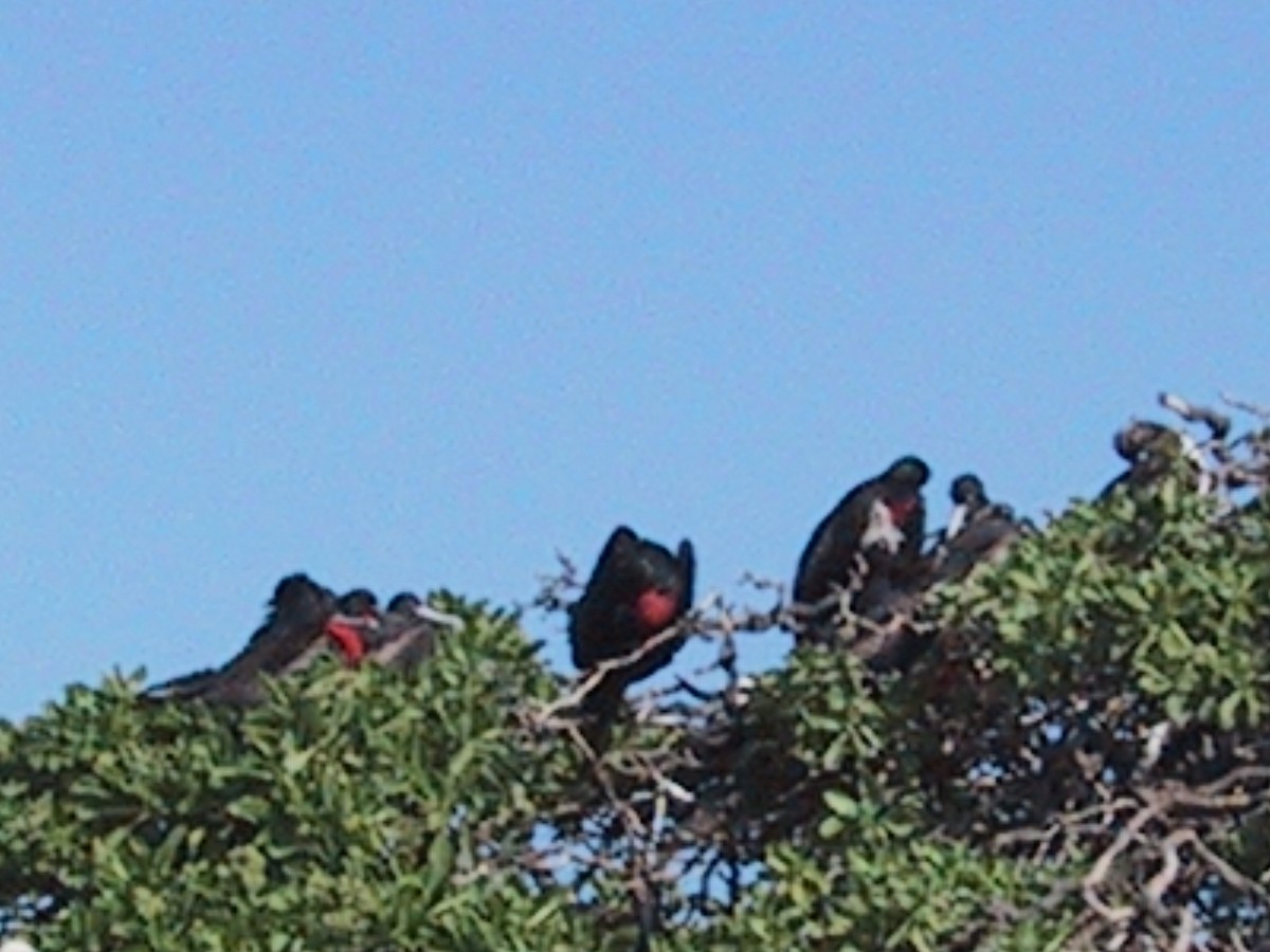 Great Frigatebird - ML644613125