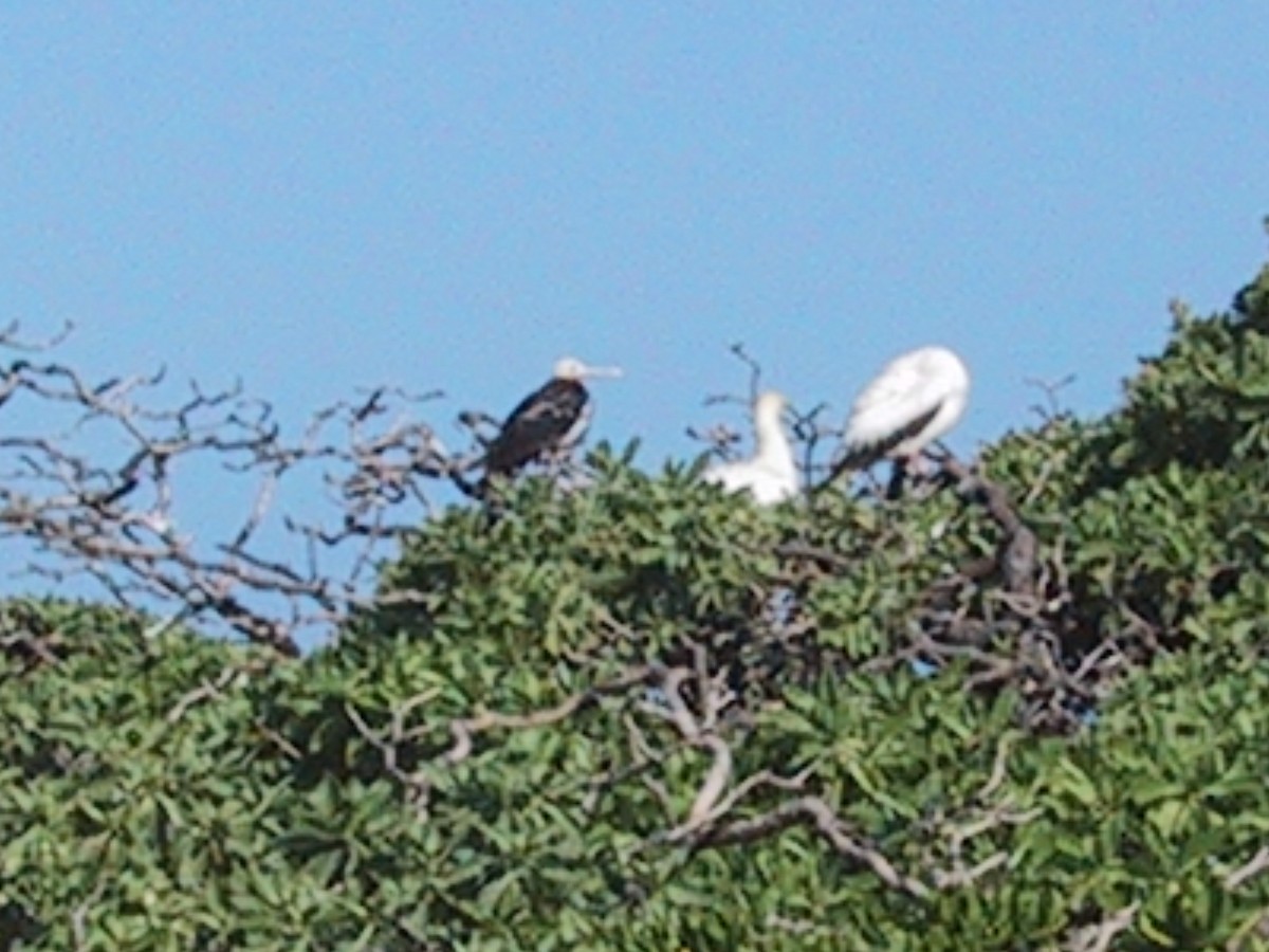 Great Frigatebird - ML644613126