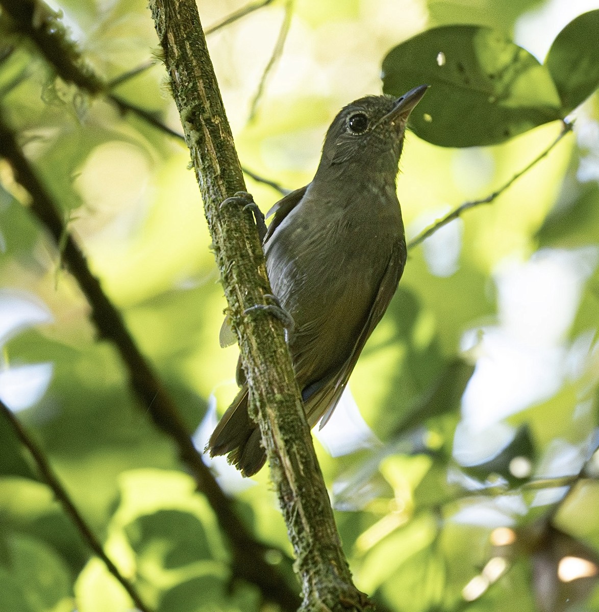 Plumbeous Antvireo - ML644613127