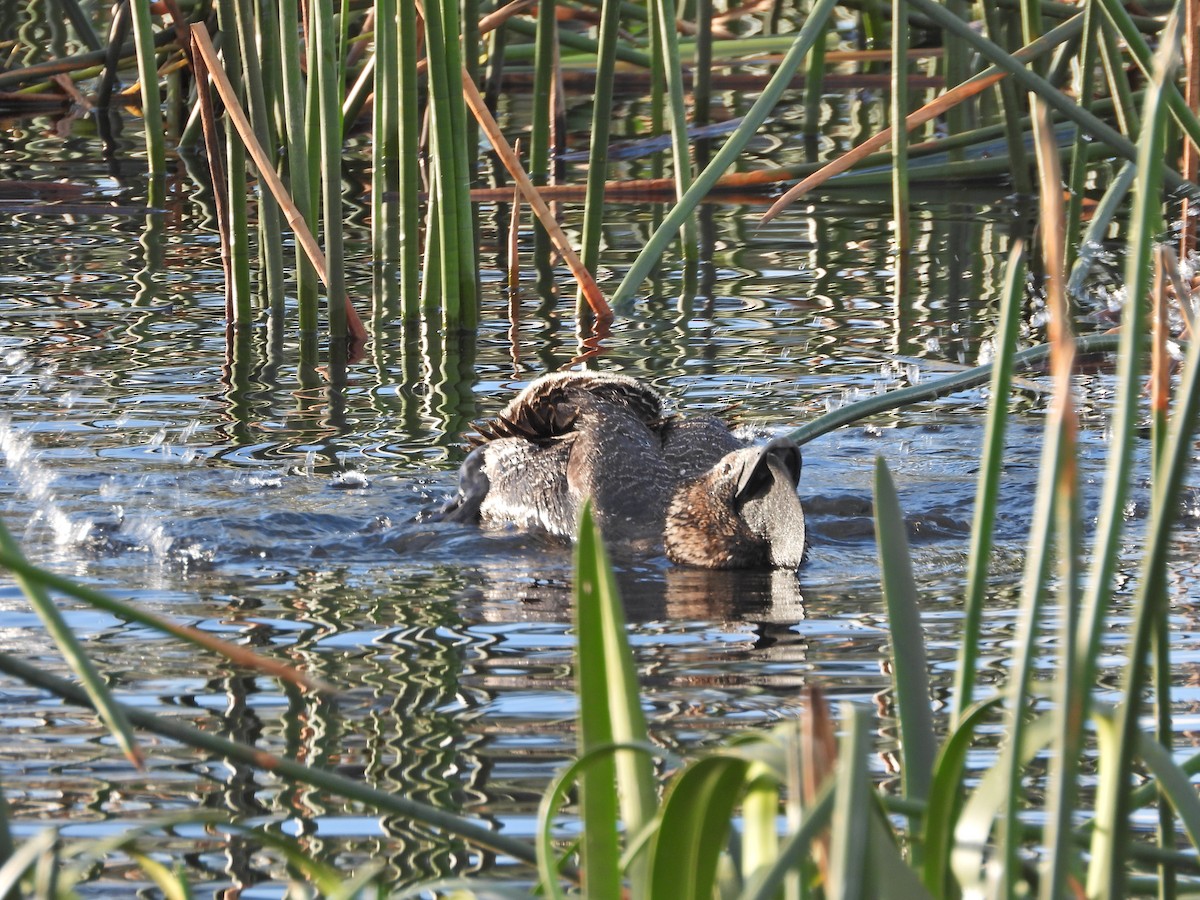 pungand - ML644613129