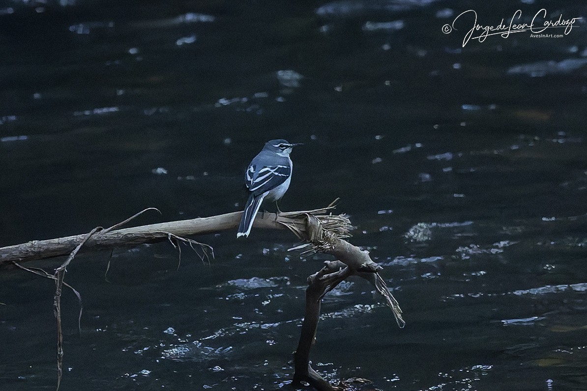 ハイイロハクセキレイ - ML644613134