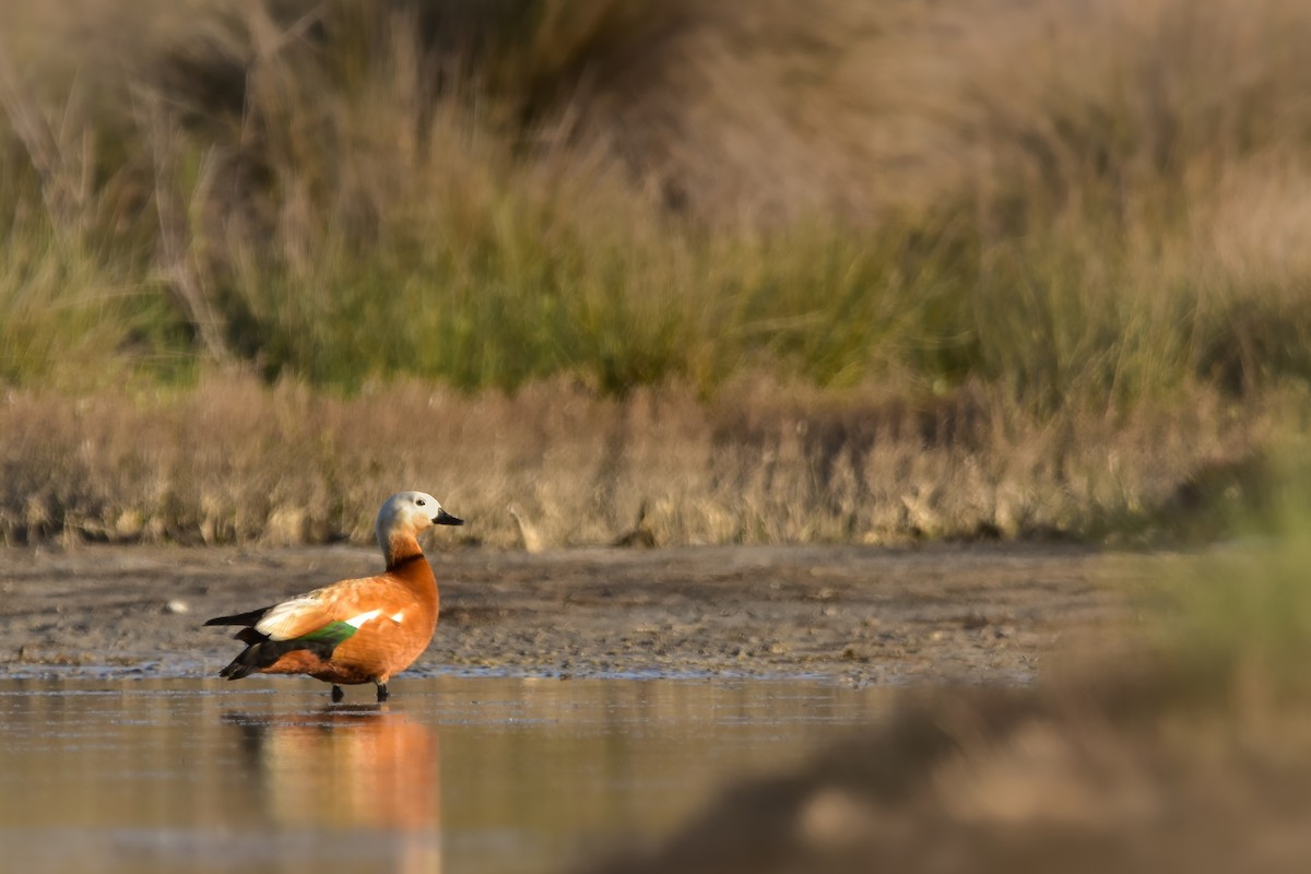 husice rezavá - ML644613147