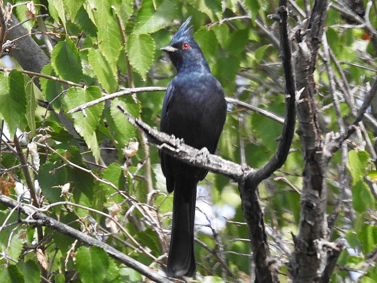 Phainopepla - ML644613148