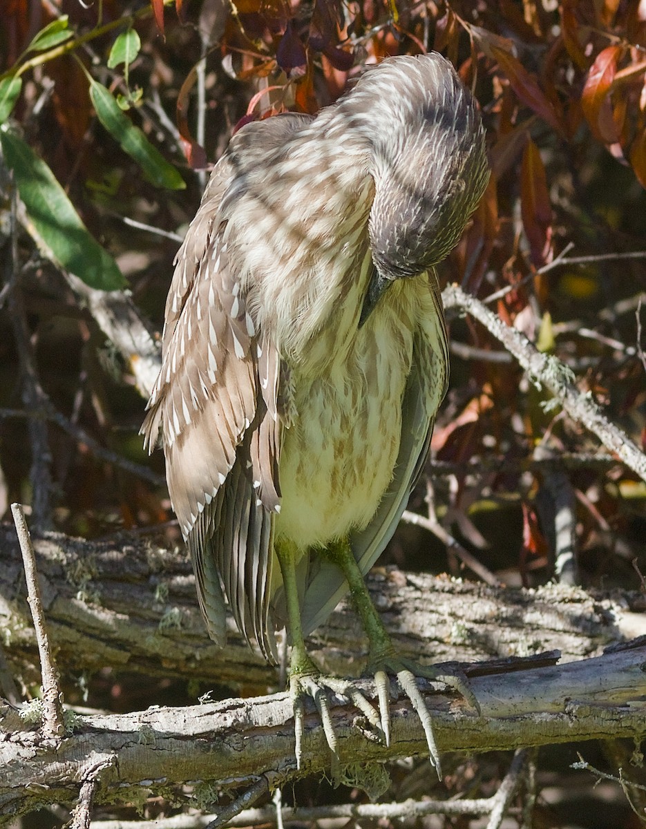 Bihoreau gris - ML644613152