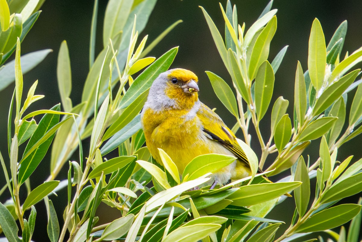 Serin du Cap - ML644613153