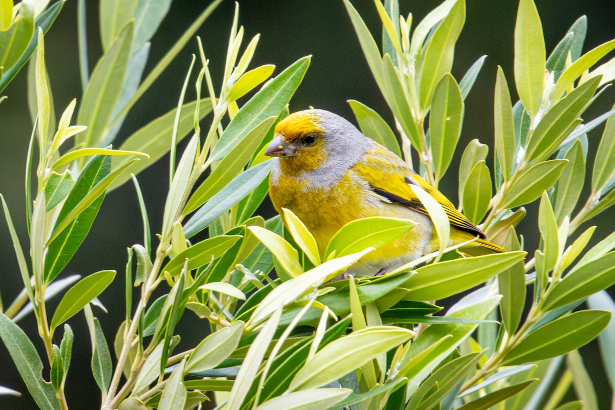 Serin du Cap - ML644613154
