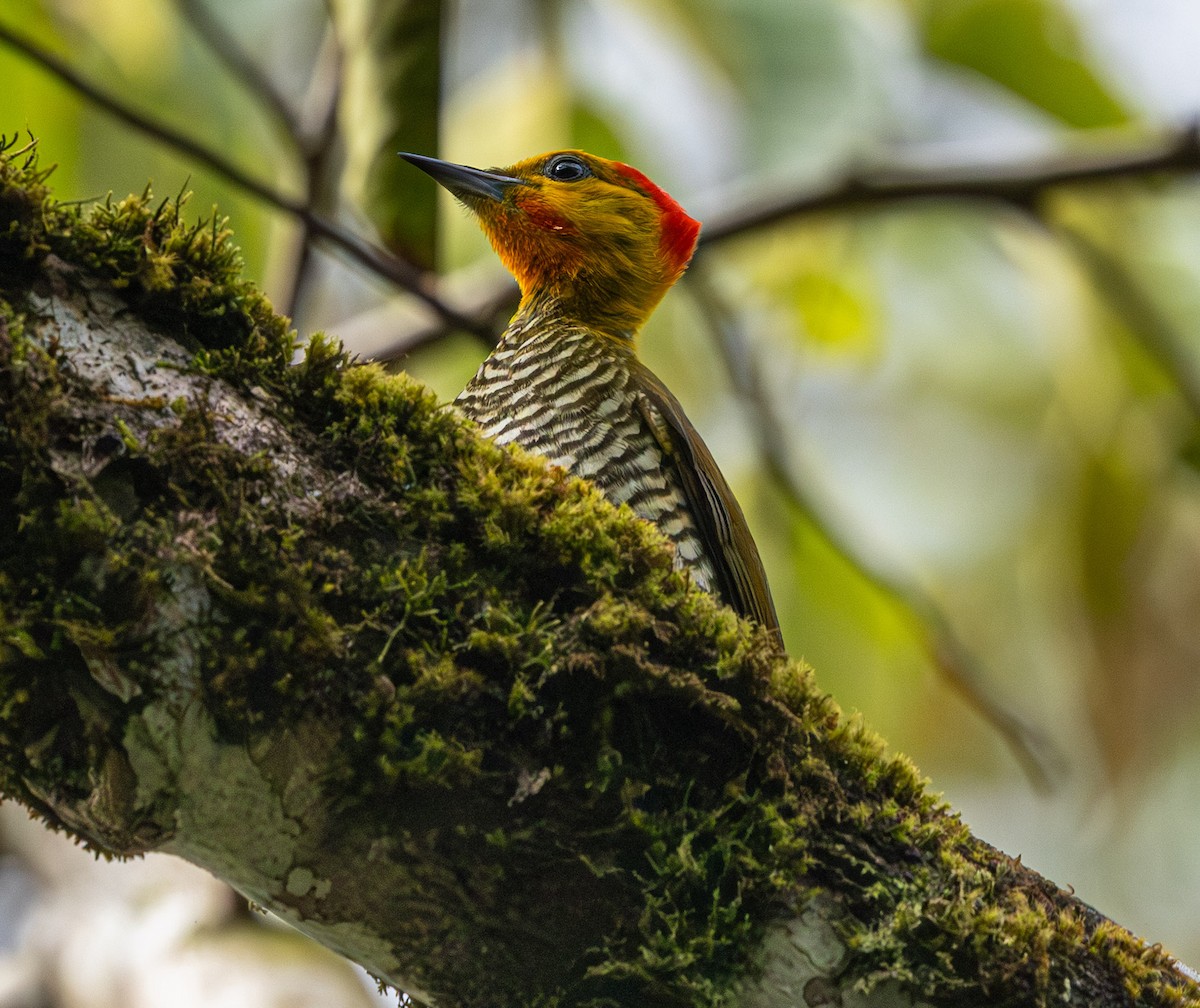 Pic à gorge jaune - ML644613159
