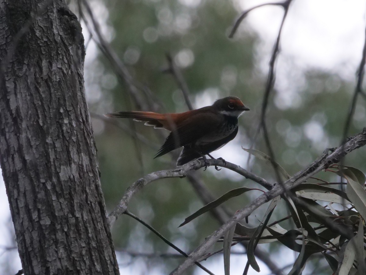 Rhipidure roux - ML644613160