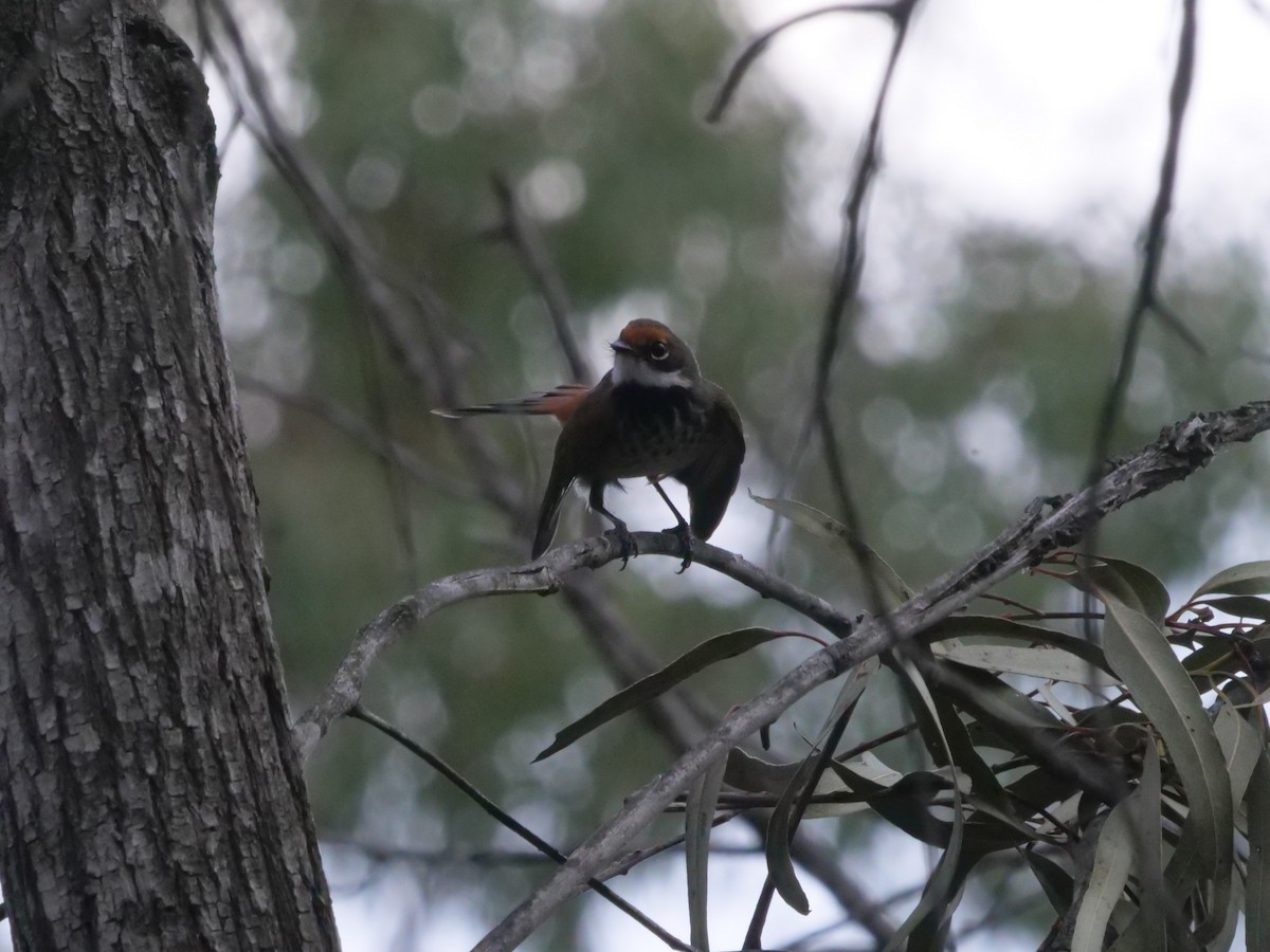 Rhipidure roux - ML644613161