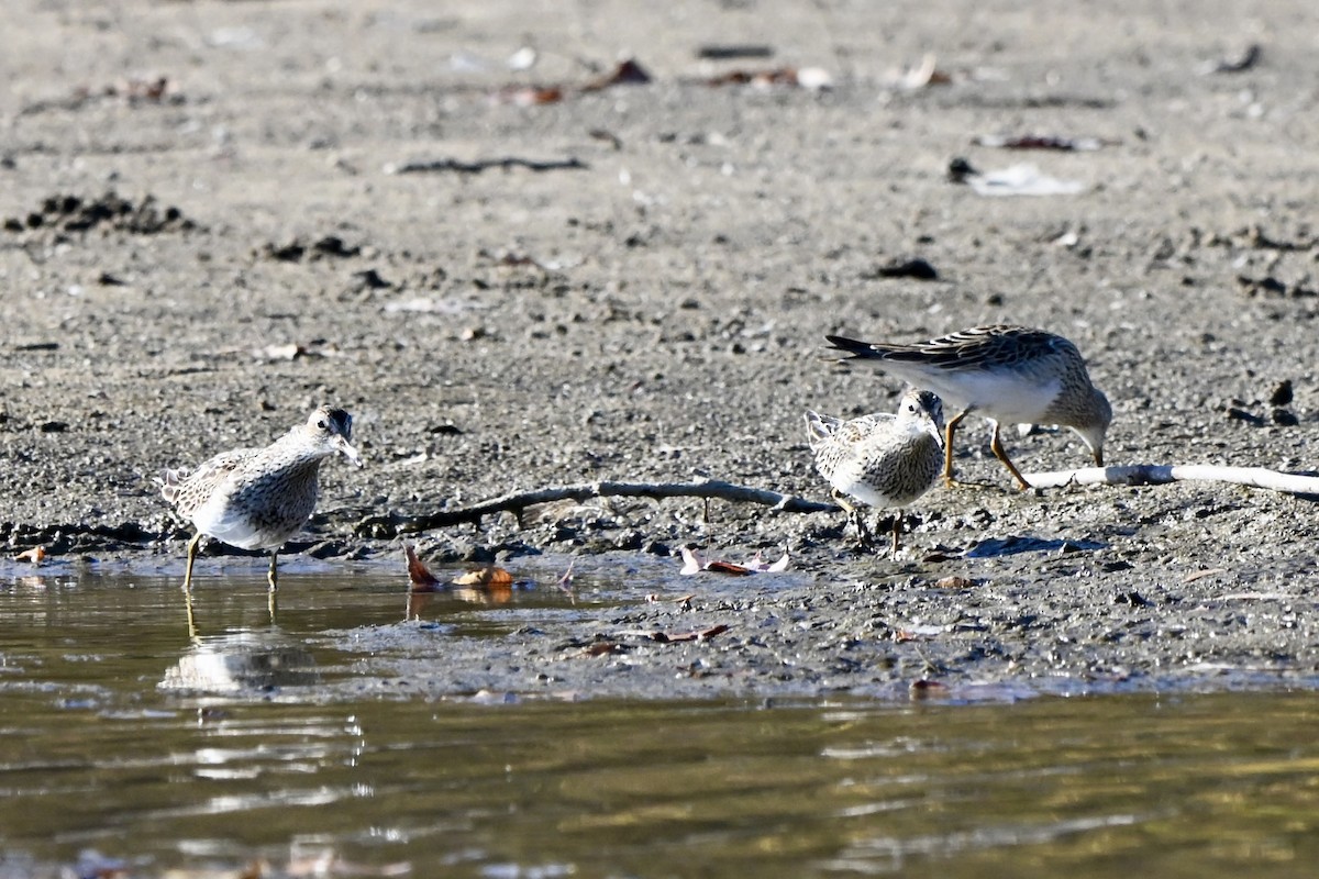 Bécasseau à poitrine cendrée - ML644613164