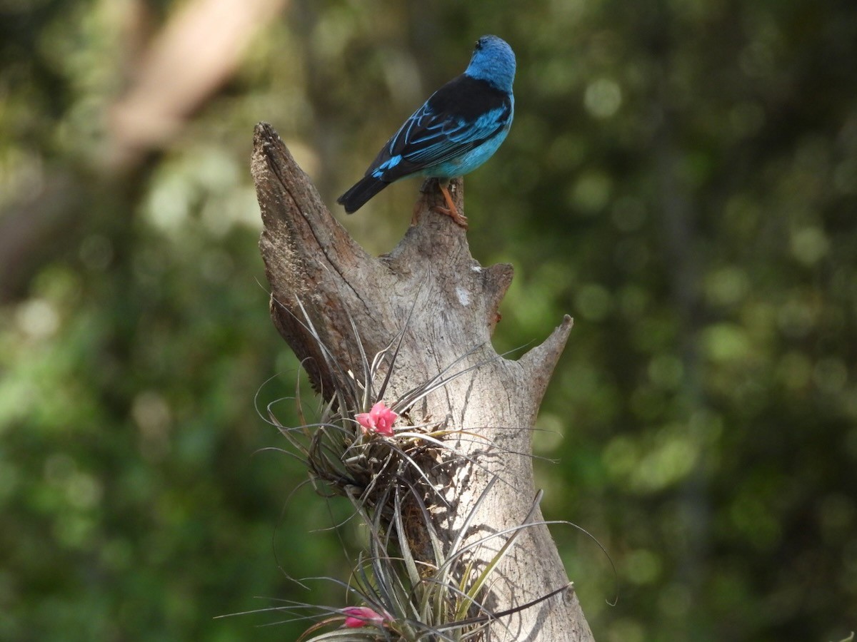 Dacnis bleu - ML644613166