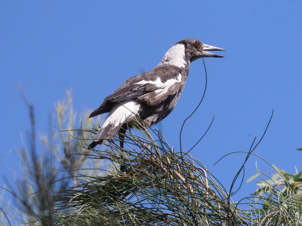 Cassican flûteur - ML644613167