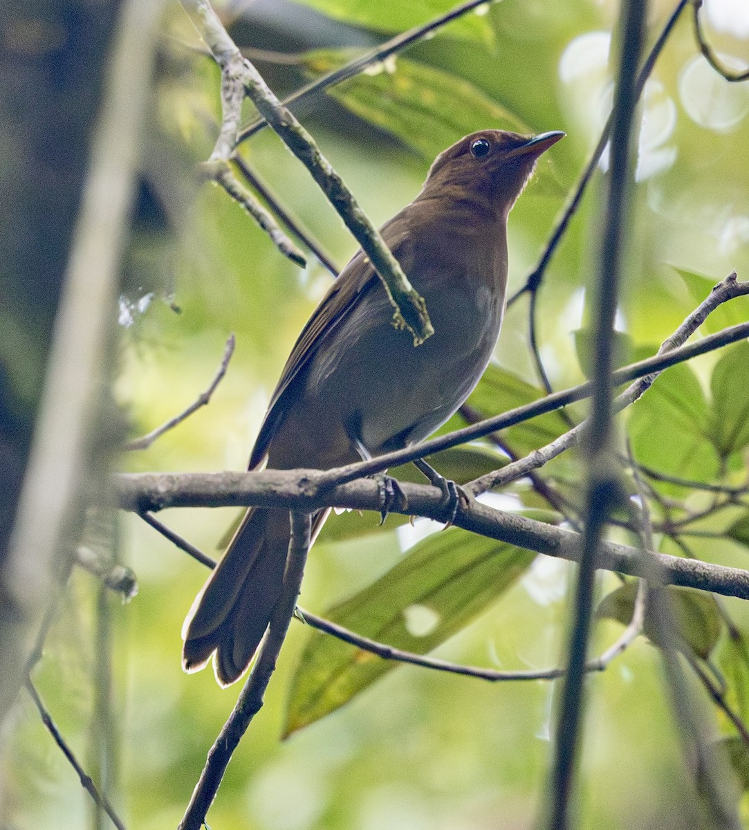 キノドヒトリツグミ - ML644613170