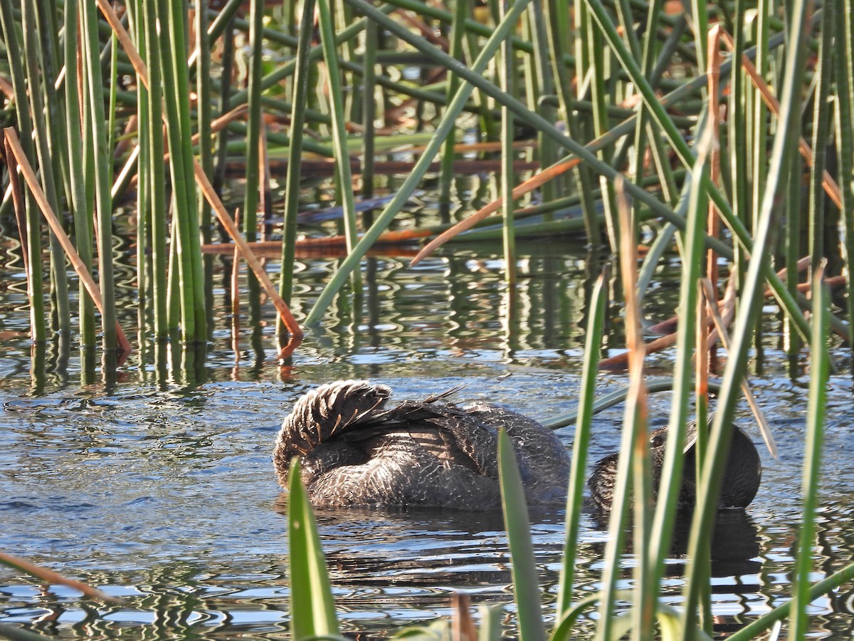 Érismature à barbillons - ML644613171