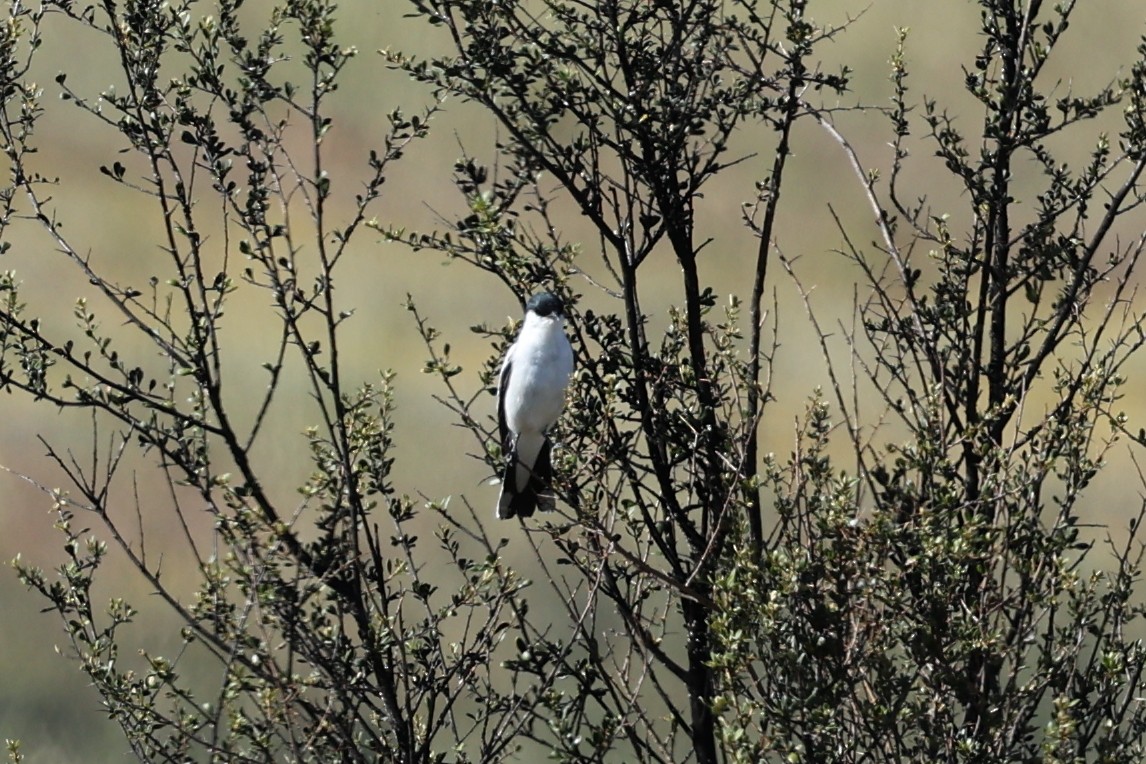 Échenilleur tricolore - ML644613176
