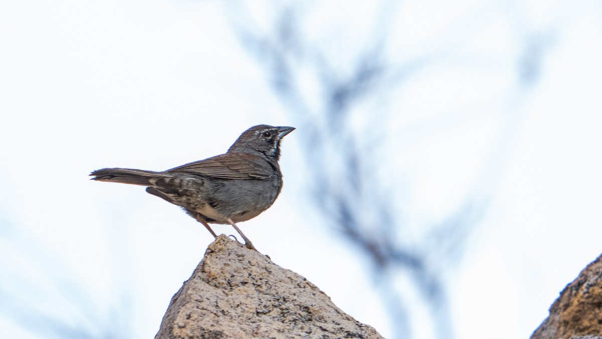 Bruant pentaligne - ML644613181