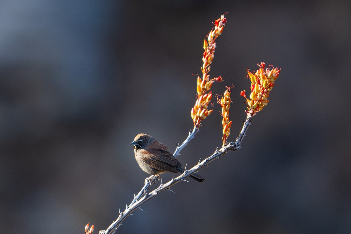 Bruant pentaligne - ML644613182