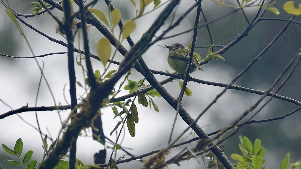 Microtyran oreillard - ML644613185