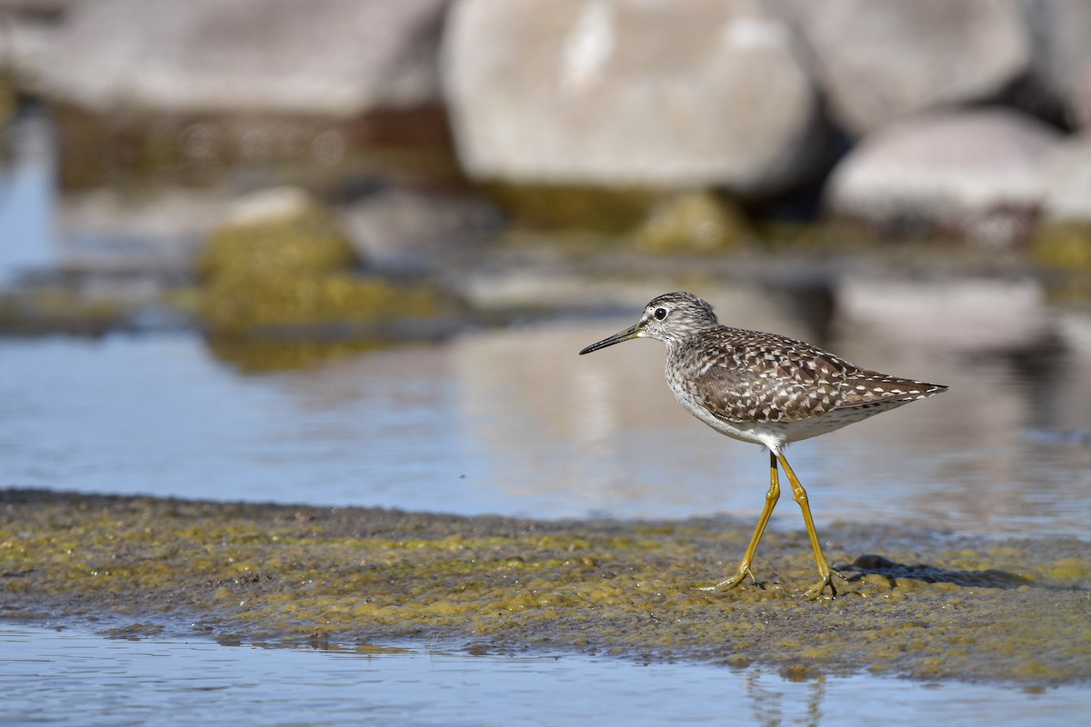 vodouš bahenní - ML644613190