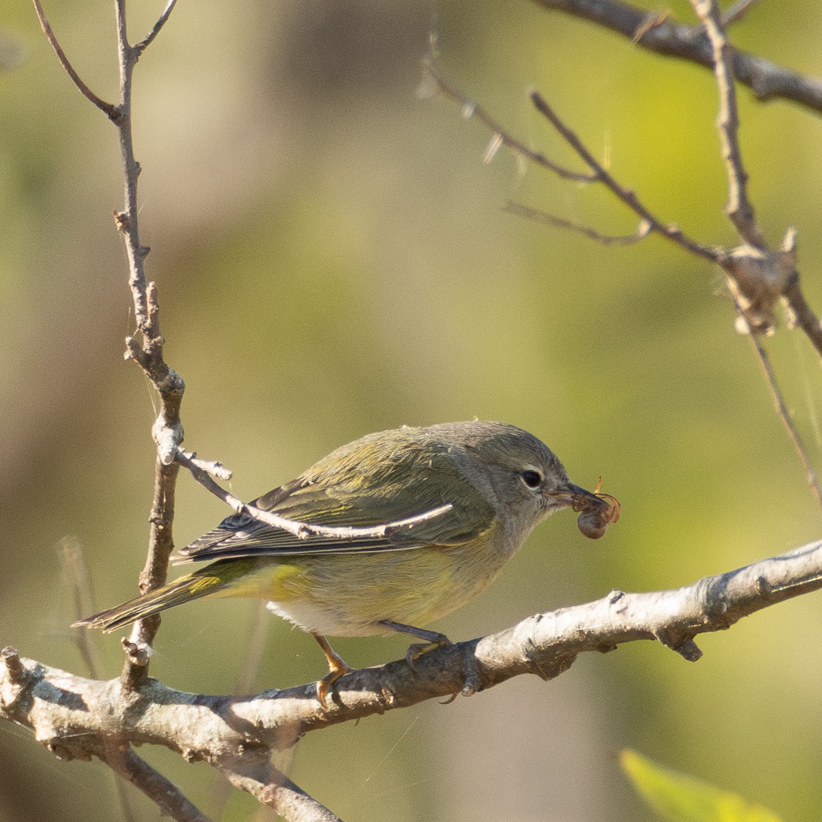 Paruline verdâtre - ML644613192